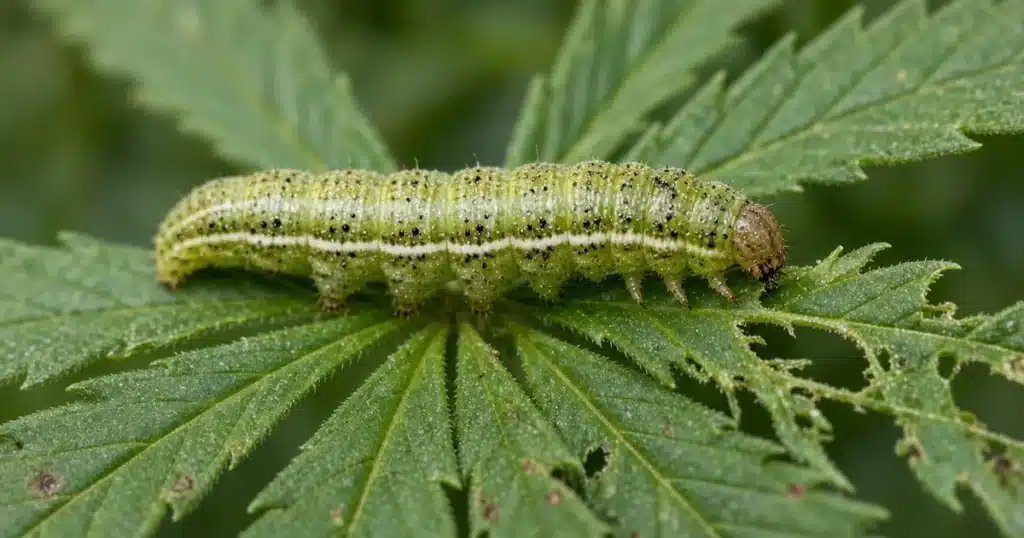 Armyworms on cannabis: a striped caterpillar feeding on a ragged cannabis leaf