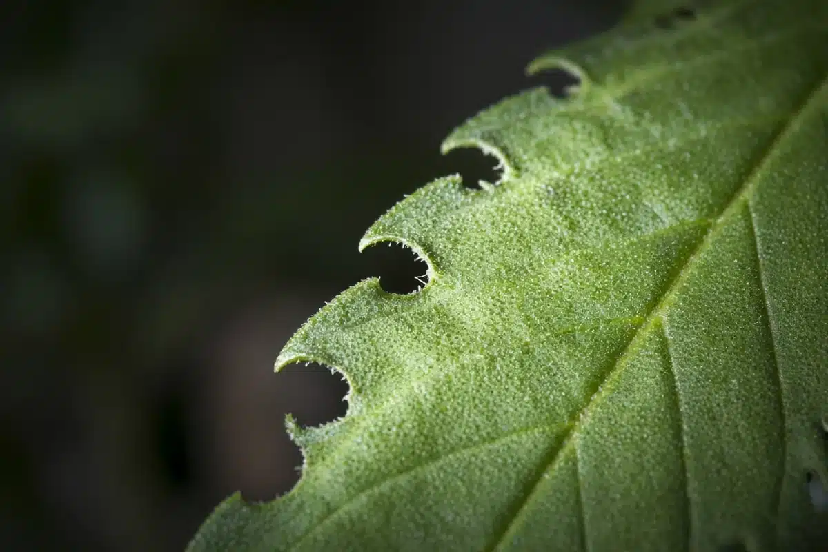 Leaf edge with rounded notches chewed by an adult root weevil