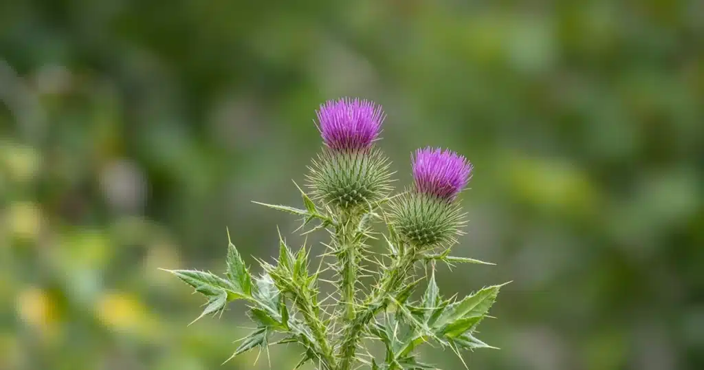 Bull thistle with purple flower heads and spiny leaves in a garden bed