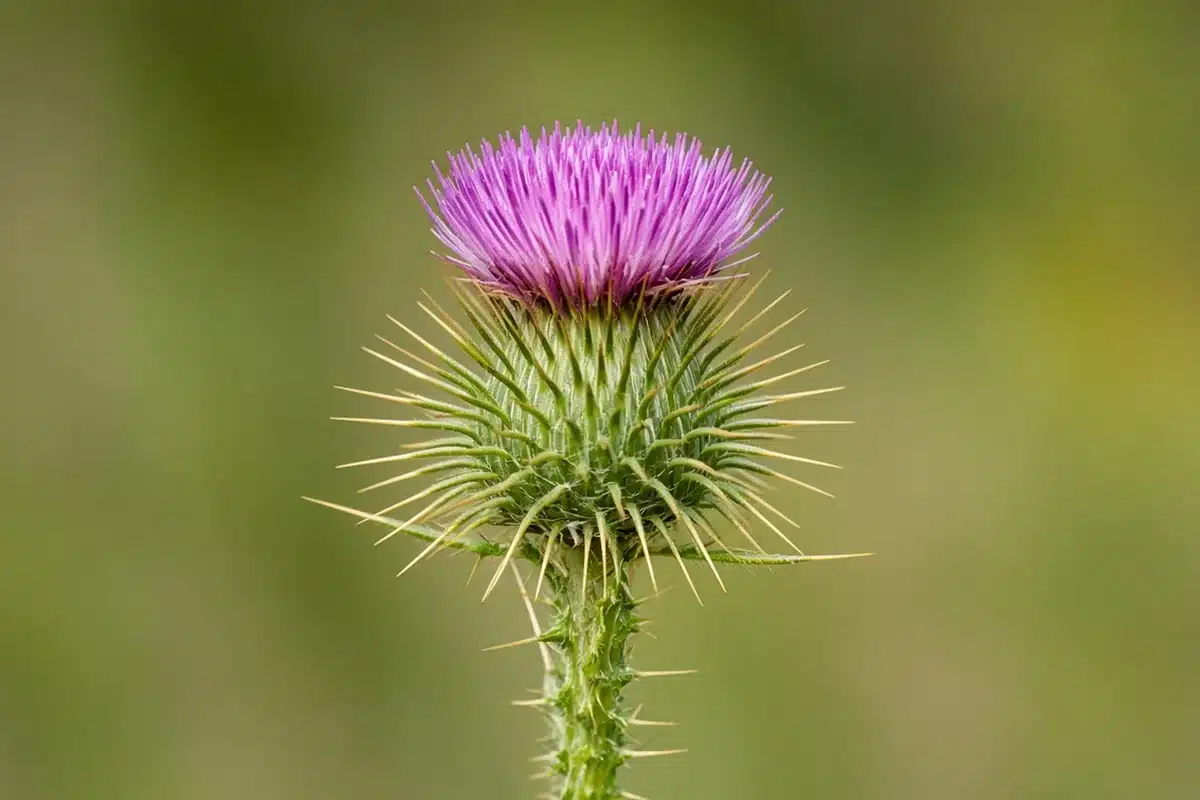 Bull thistle purple flower head on a spiny globe-shaped base