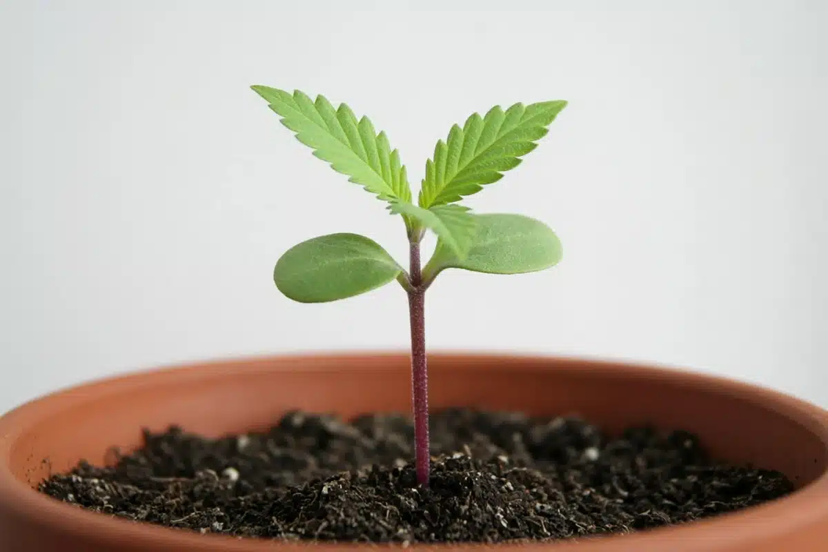 Young cannabis seedling with a reddish purple stem and first leaves in a small pot