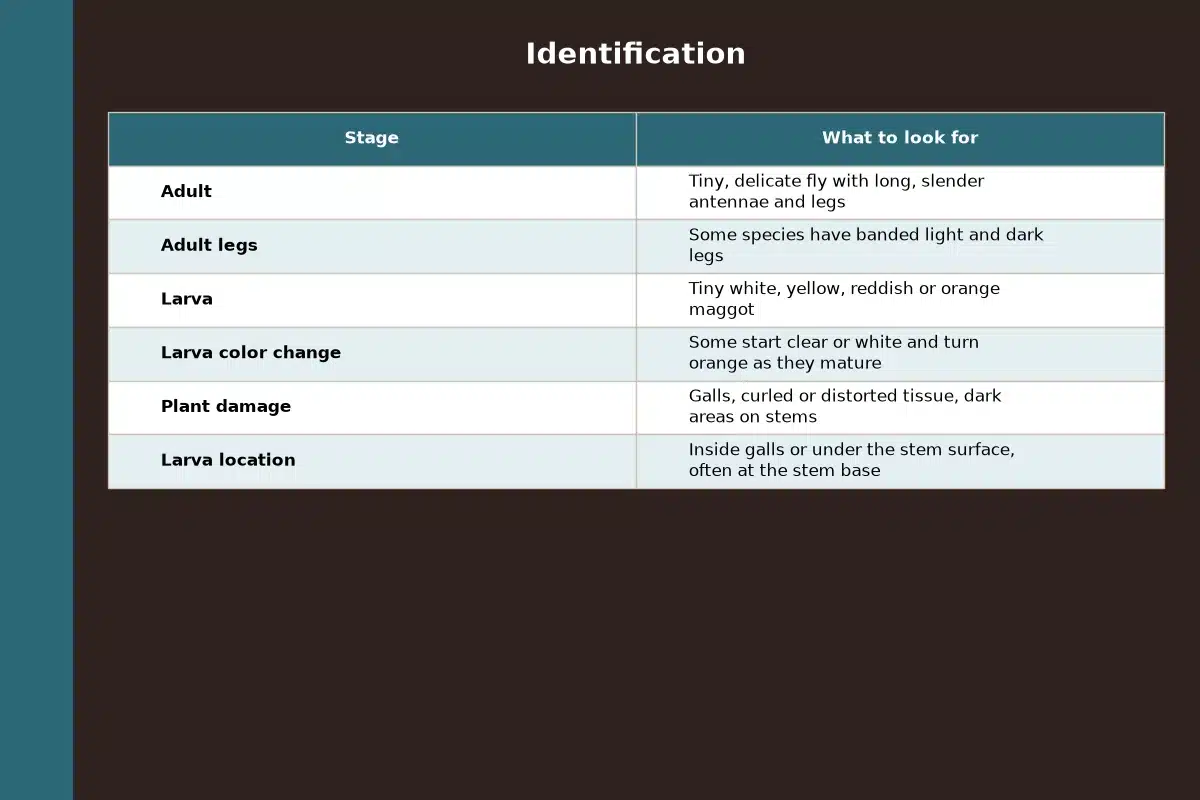 Table chart titled Identification, comparing what to look for for each stage