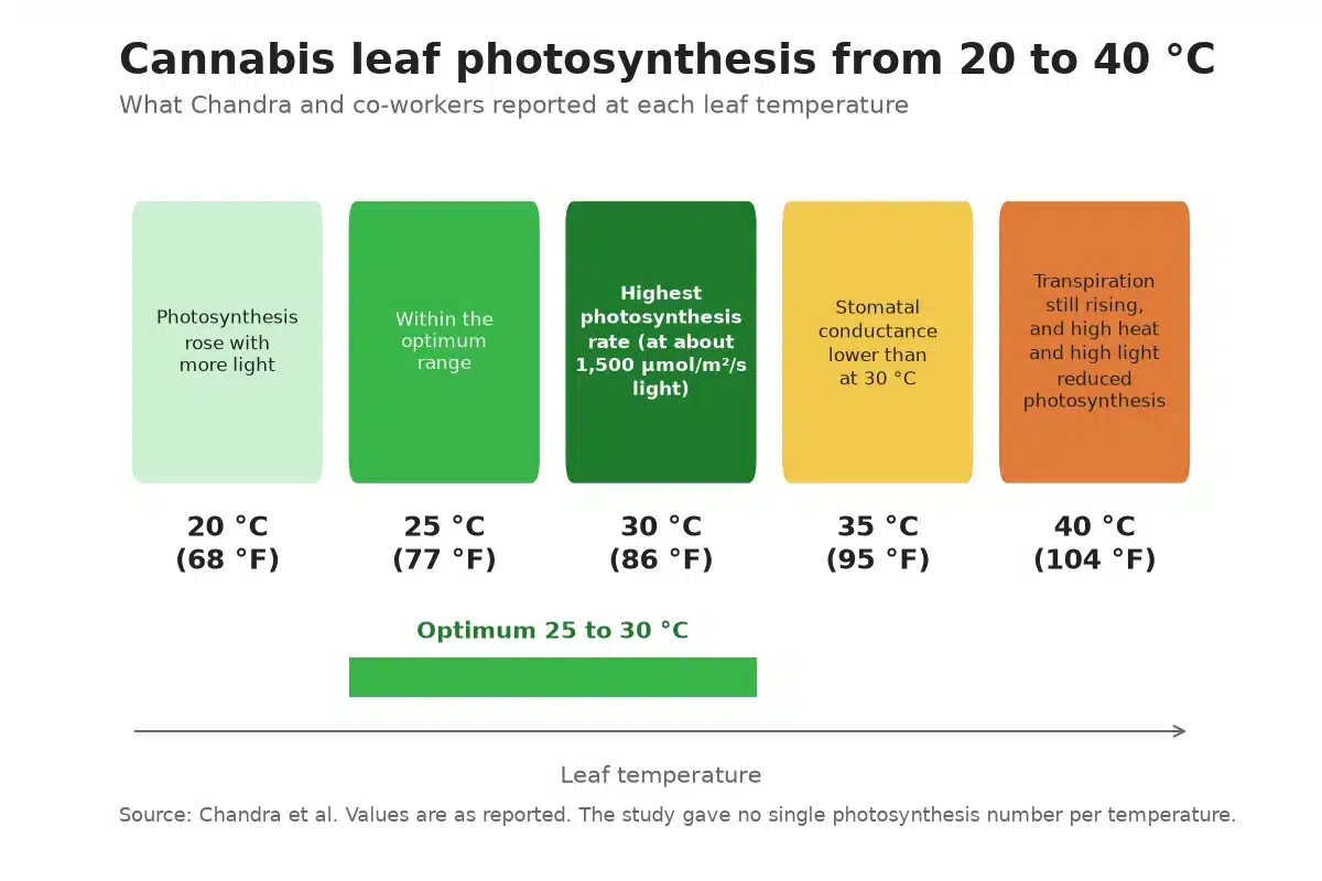 Chart of cannabis leaf photosynthesis across 20 to 40 °C