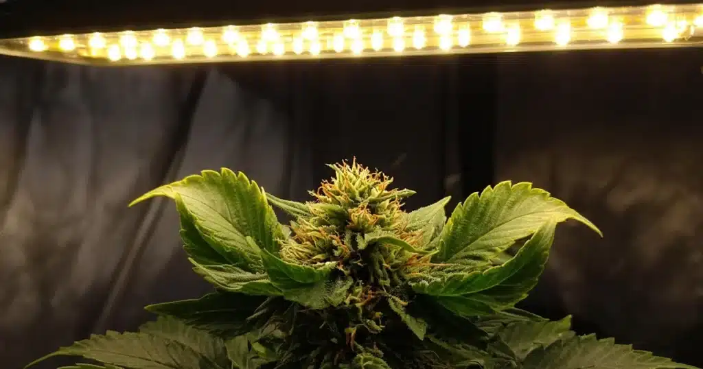 Cannabis Heat Stress: upper fan leaves cupping upward under a grow light