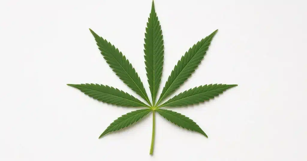 Cannabis Leaf Anatomy: a single fan leaf laid flat on a white board