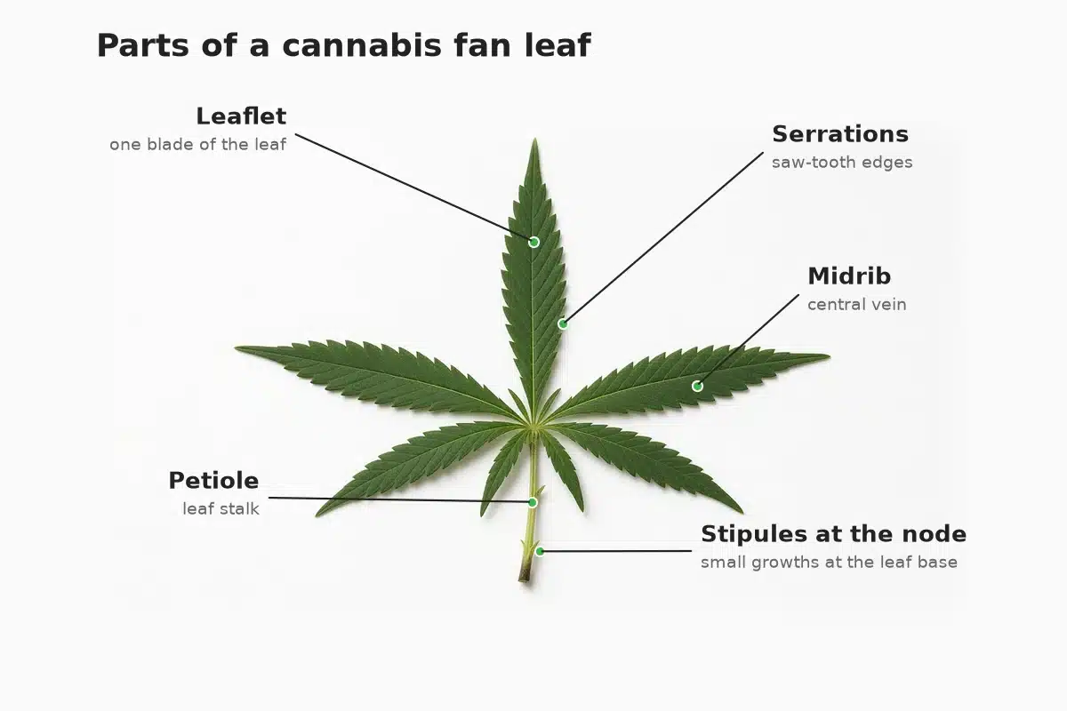 Labeled cannabis fan leaf showing leaflets, serrated edges, midrib, petiole and stipules