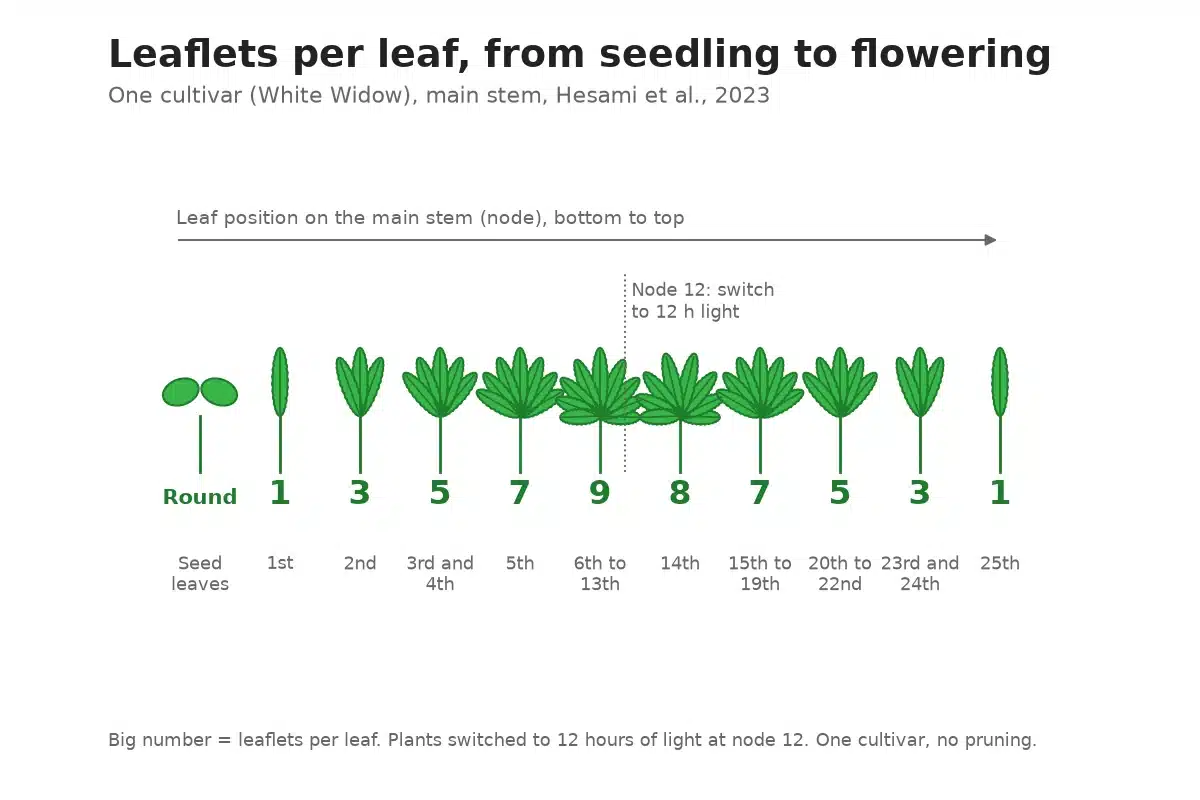 Cannabis leaflet count rising from one to nine leaflets and falling back to one by flowering