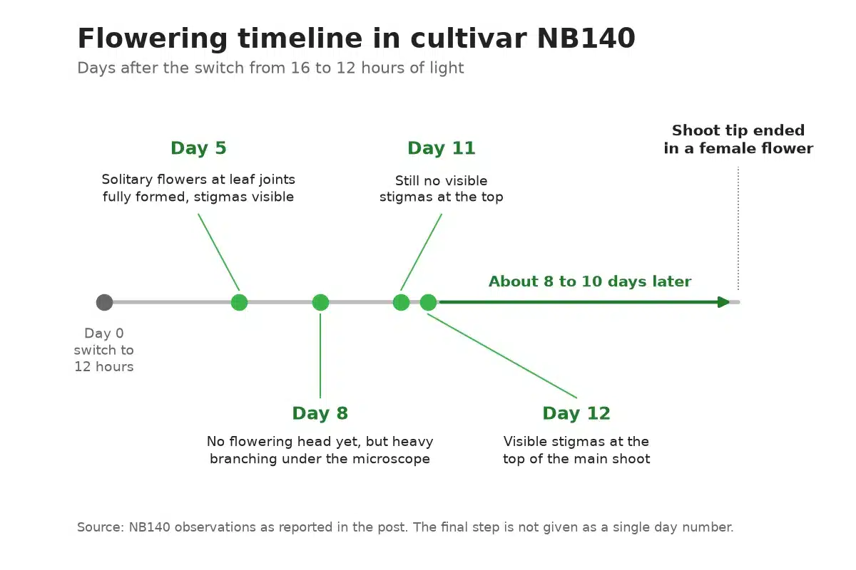 Timeline of when pistils appeared after cannabis plants moved to 12 hour days