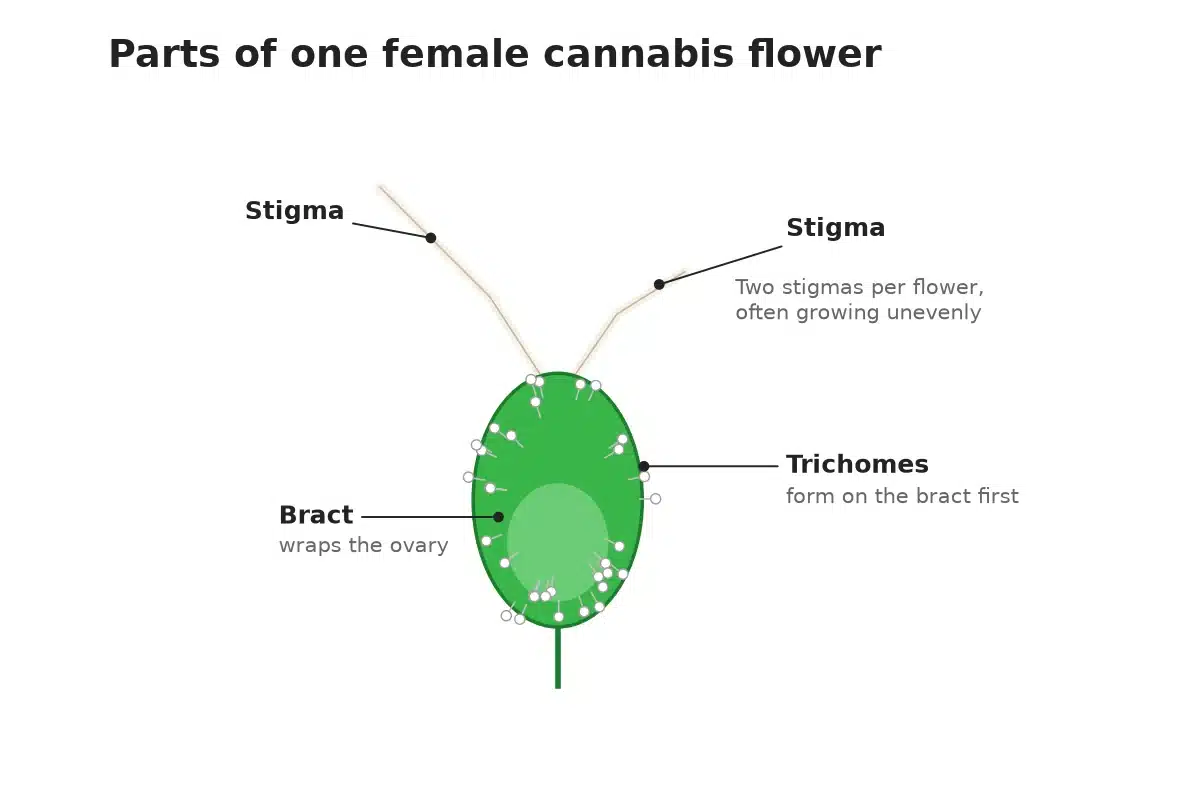 Diagram of a female cannabis flower with bract, two stigmas and trichomes labeled