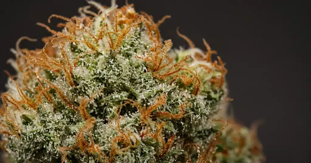 Cannabis Pistils: white and orange hairs on a female bud
