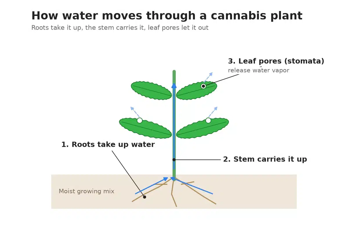 Diagram of water moving from cannabis roots through the stem and out of leaf pores