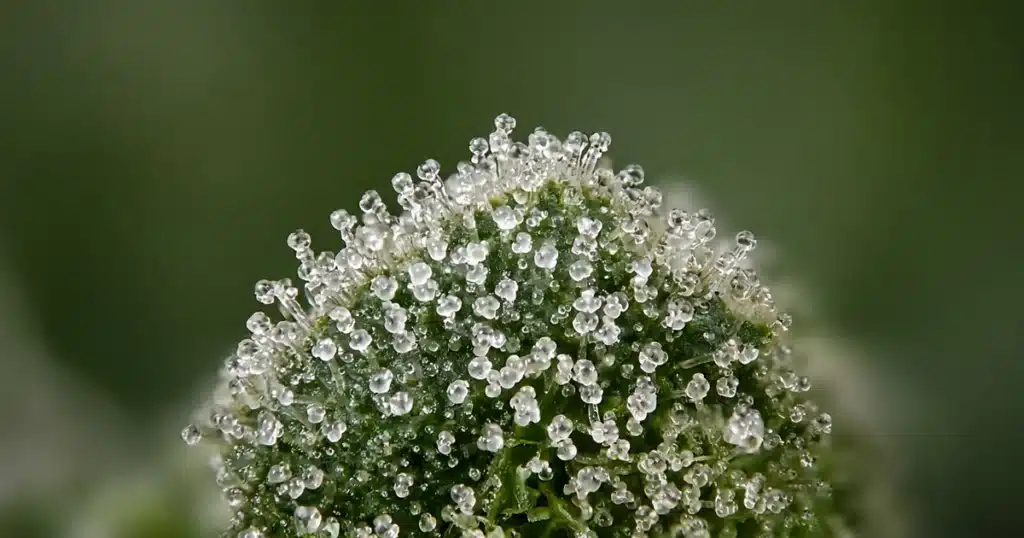Macro of clear and milky trichome heads on a green cannabis bud tip