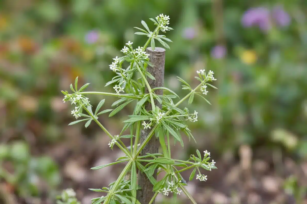 Catchweed bedstraw stems with whorled leaves and tiny white flowers climbing a stake