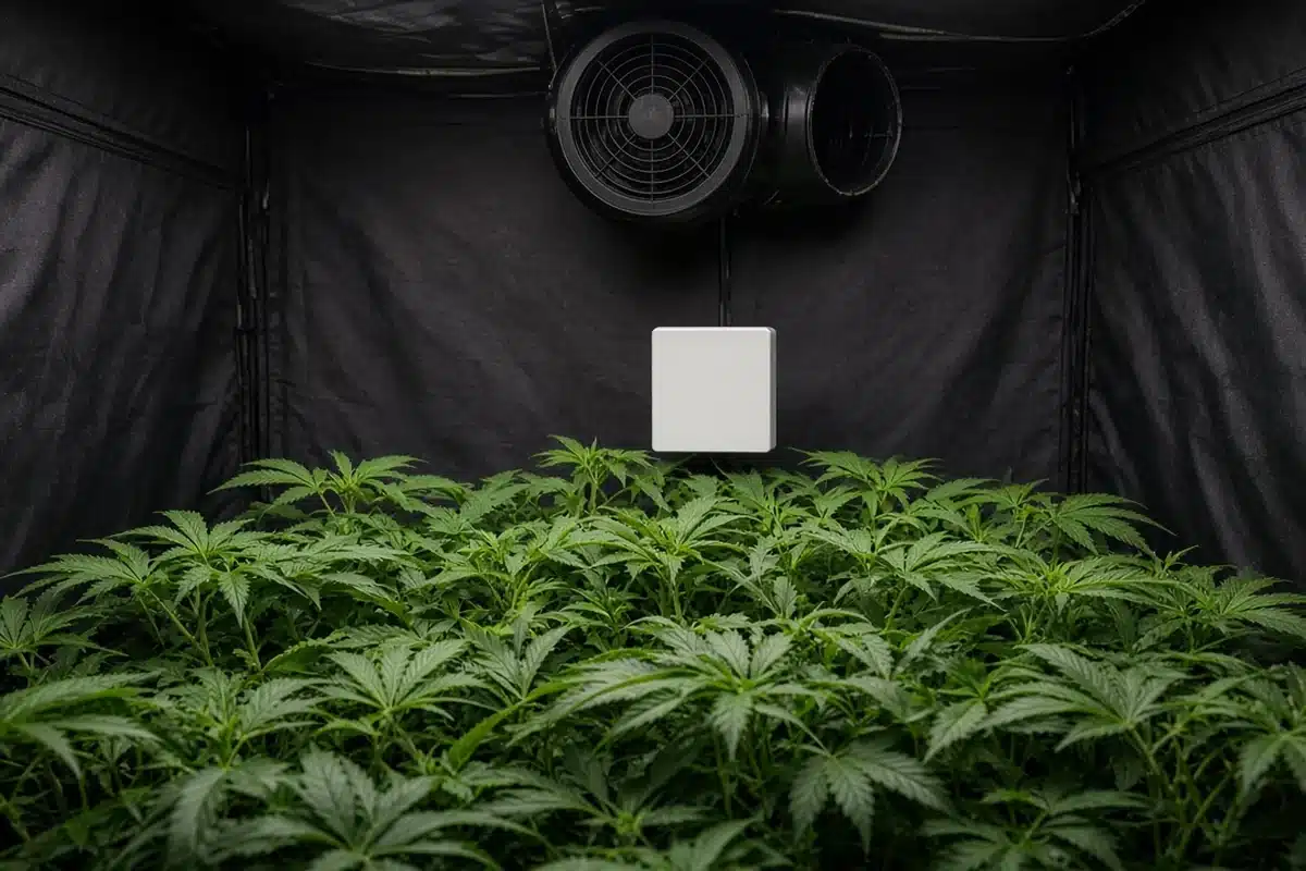 Grow tent with a CO2 monitor placed at canopy height