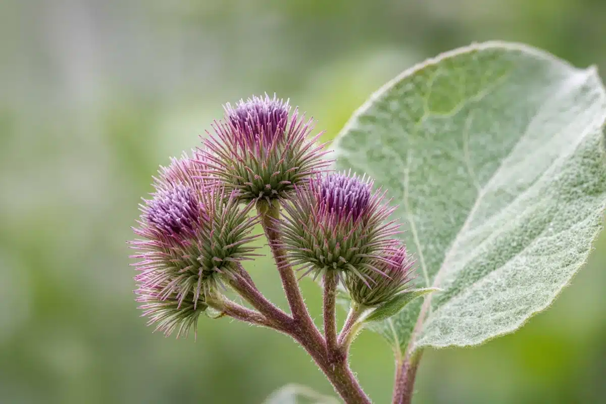 Common burdock purple burr flower heads beside a large woolly leaf