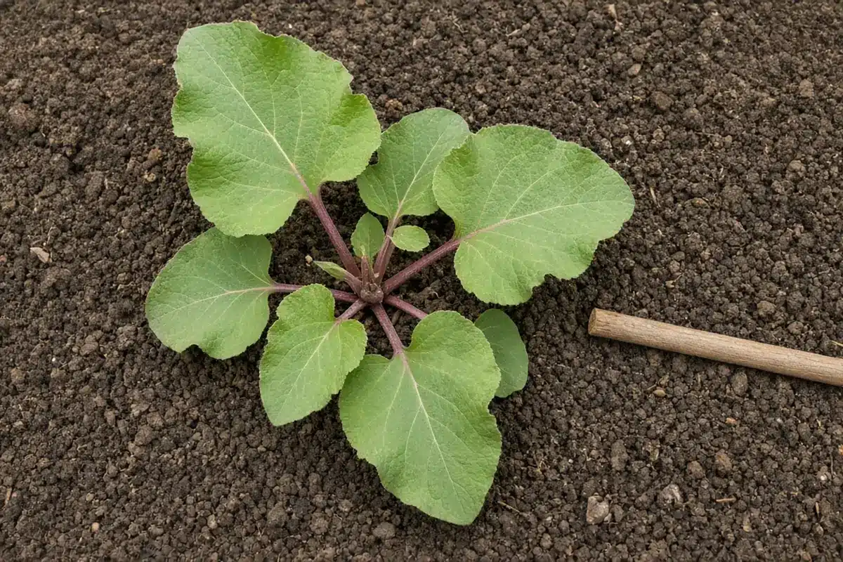 Common burdock rosette of large rounded leaves on soil beside a wooden dowel