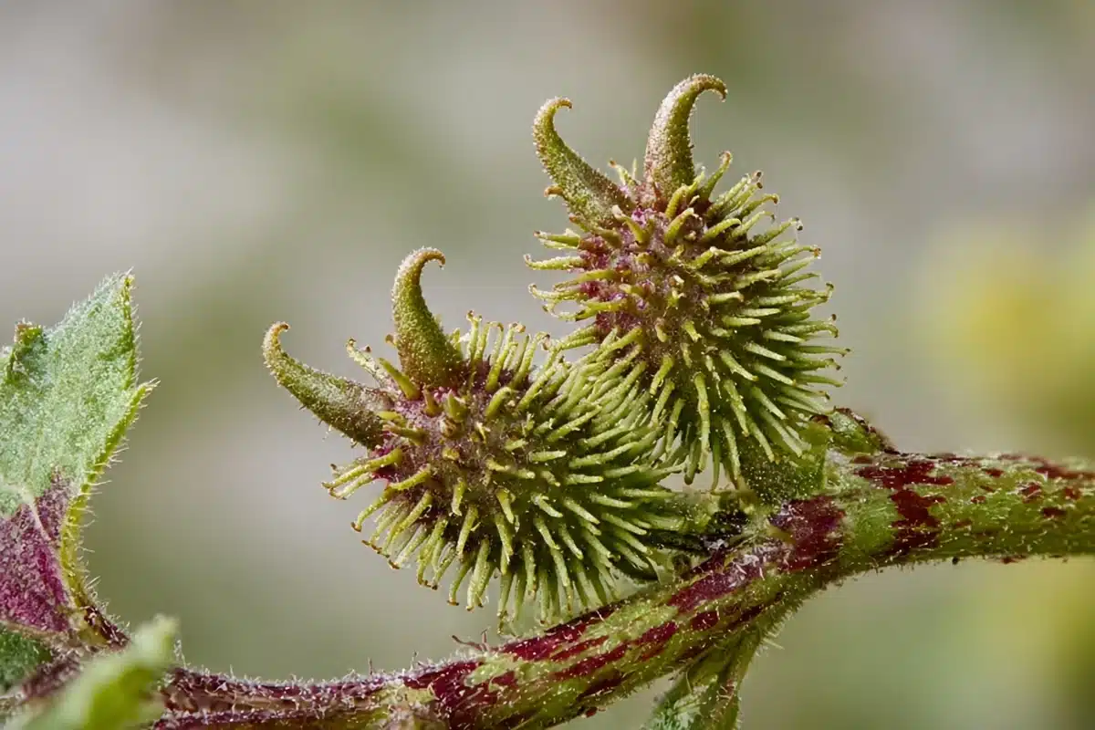 Common cocklebur spiny green burs with hooked beaks on a red-speckled stem