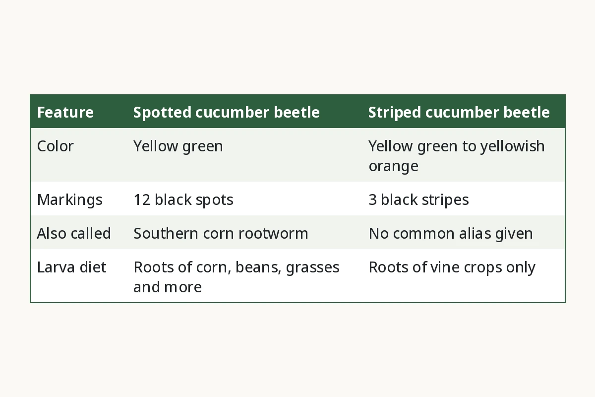 What Do Cucumber Beetles Look Like? Feature, Spotted cucumber beetle, Striped cucumber beetle. Color, Yellow green, Yellow green to yellowish orange. Markings, 12 black spots, 3 black stripes. Also called, Southern corn rootworm, No common alias given. Larva diet, Roots of corn, beans, grasses and more, Roots of vine crops only.