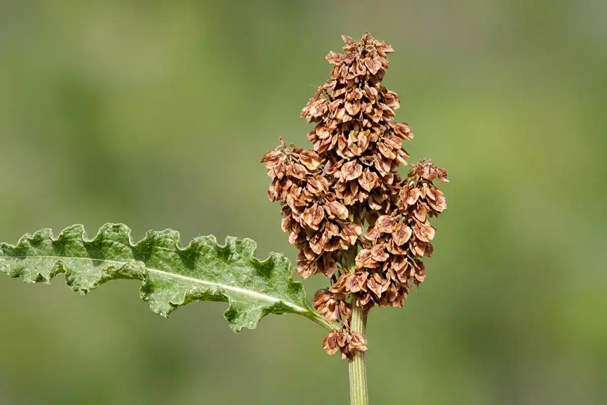 Curly dock rusty-brown seed cluster beside a wavy-edged green leaf