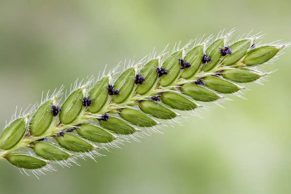 Dallisgrass seed branch with rows of flat oval spikelets with dark specks