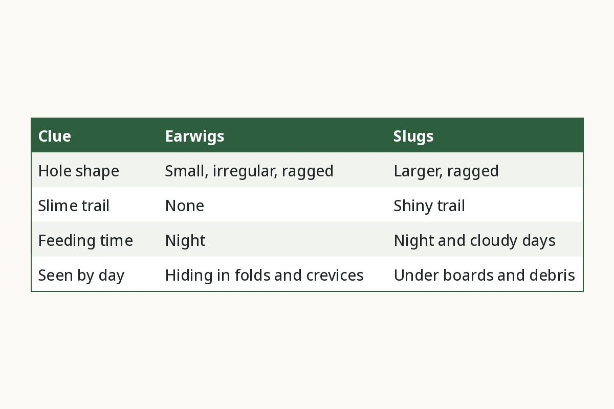 Chart comparing earwig and slug damage clues