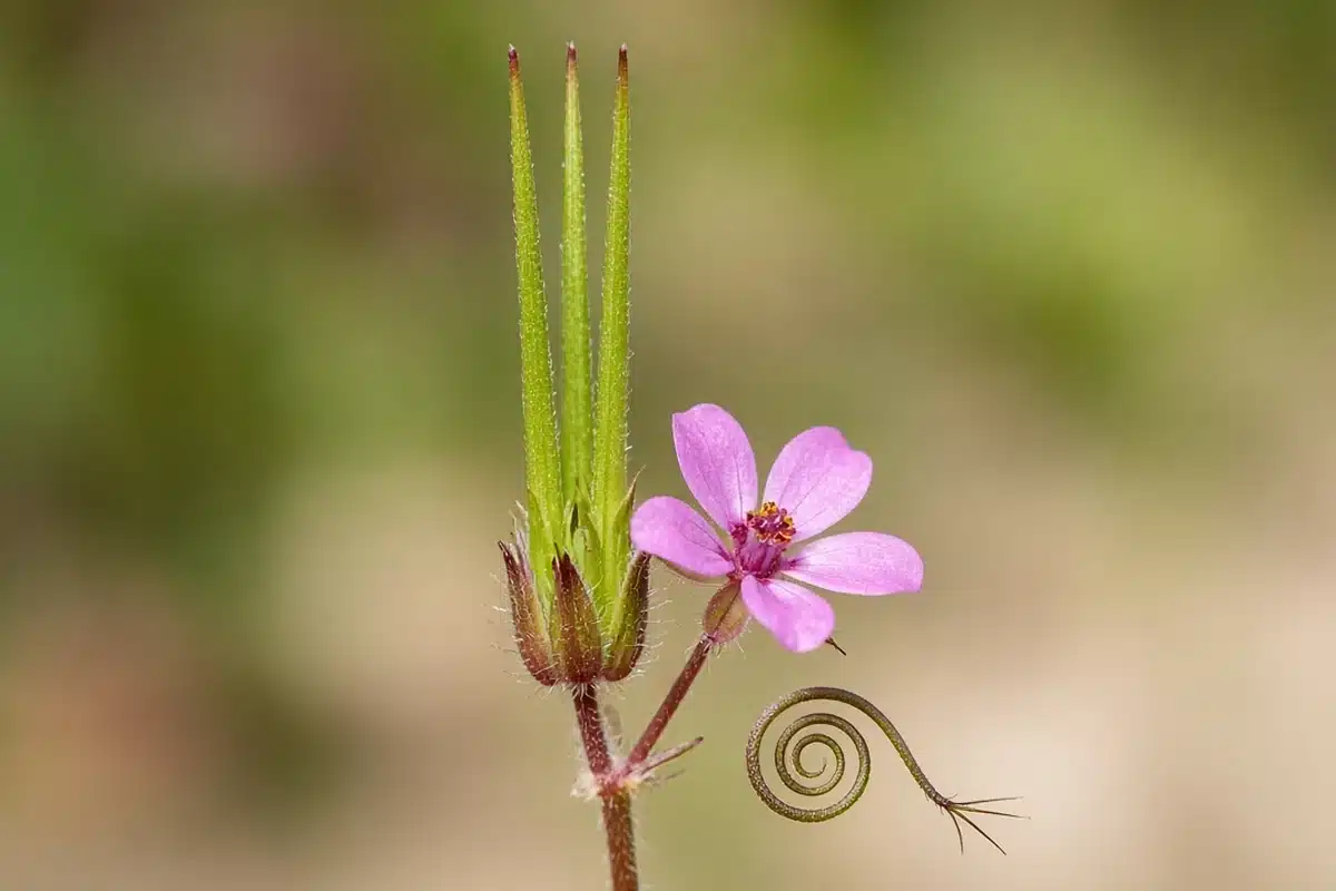 Filaree pink flower beside long beaked seed pods and a coiled seed tail