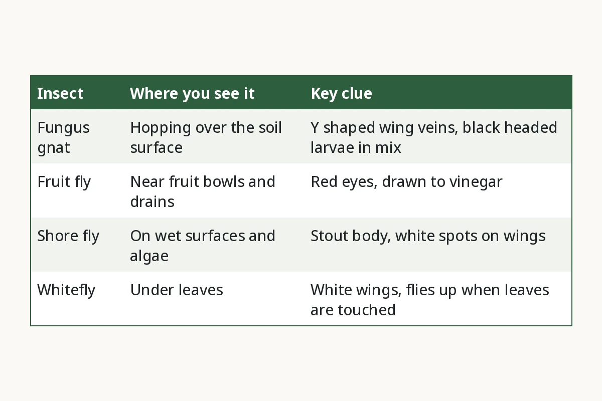 Chart comparing fungus gnats, fruit flies, shore flies and whiteflies