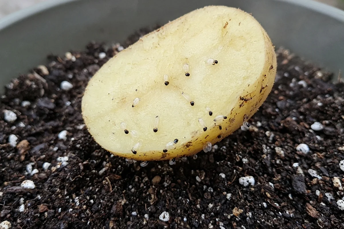 Potato slice lifted from a pot showing clear larvae with black heads