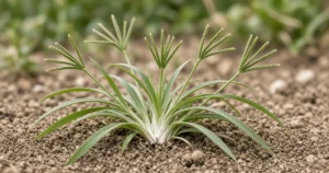 Flat clump of goosegrass with a silvery white center and zipper like seed heads in packed garden soil