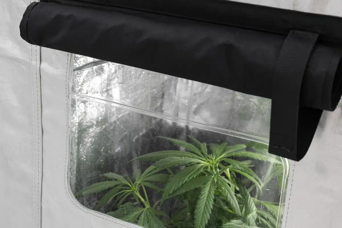 Clear viewing window in a white grow tent wall with its black cover flap rolled up and strapped, cannabis leaves behind