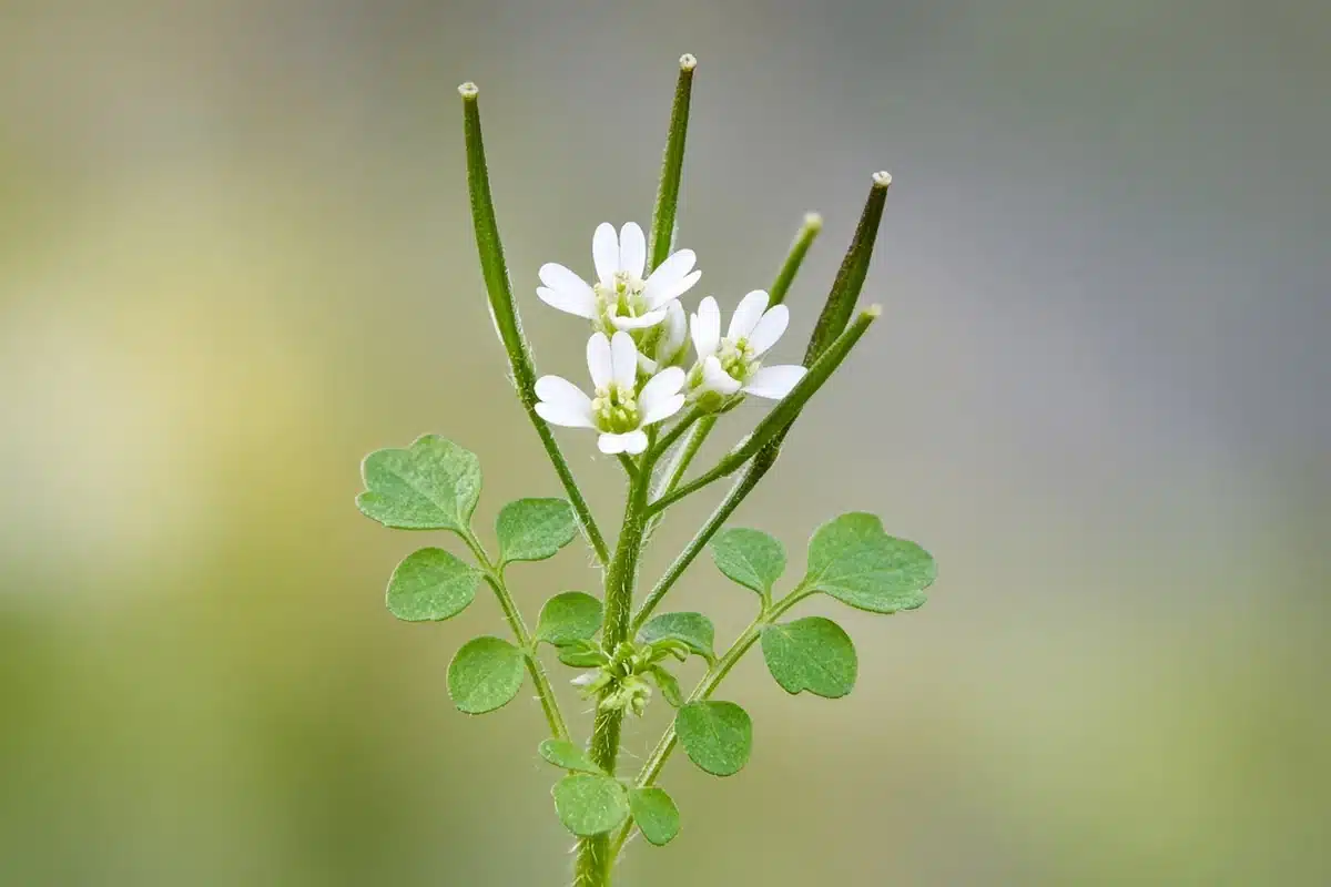 Hairy bittercress with tiny white flowers, upright seed pods and small round leaflets