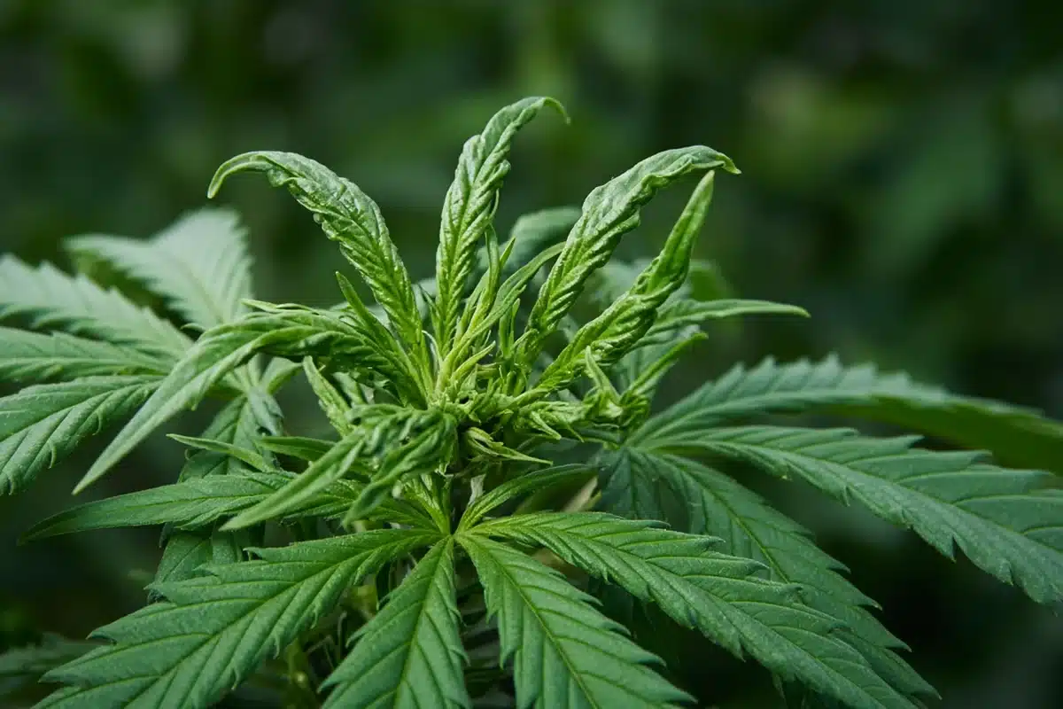 Twisted and cupped new leaves at a cannabis shoot tip above normal older leaves