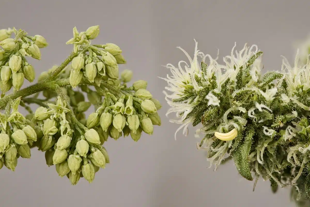 Male pollen sacs next to a single anther inside a female cannabis bud
