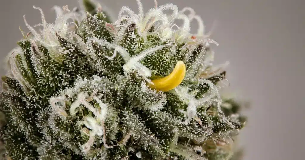 Hermaphrodite Cannabis: a yellow anther growing out of a female bud