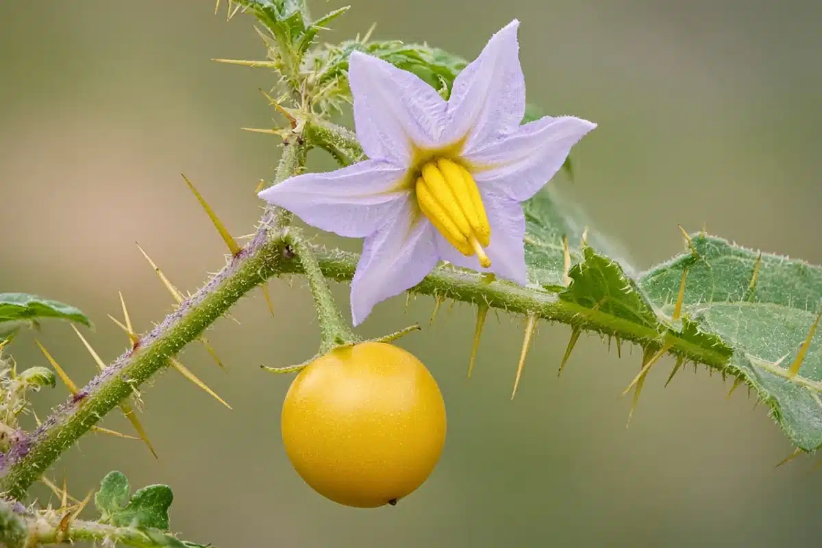 Horsenettle violet flower with yellow center, a yellow berry and prickly stem