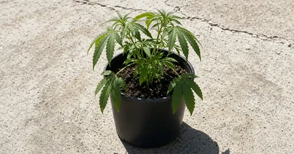 Hot pots and cannabis roots: a dark container baking on a sunny summer patio