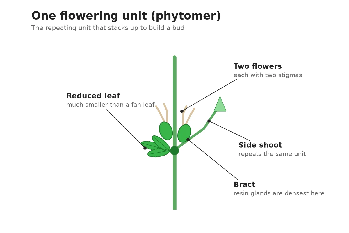 Diagram of a cannabis flowering unit with reduced leaf, bracts, flowers and side shoot