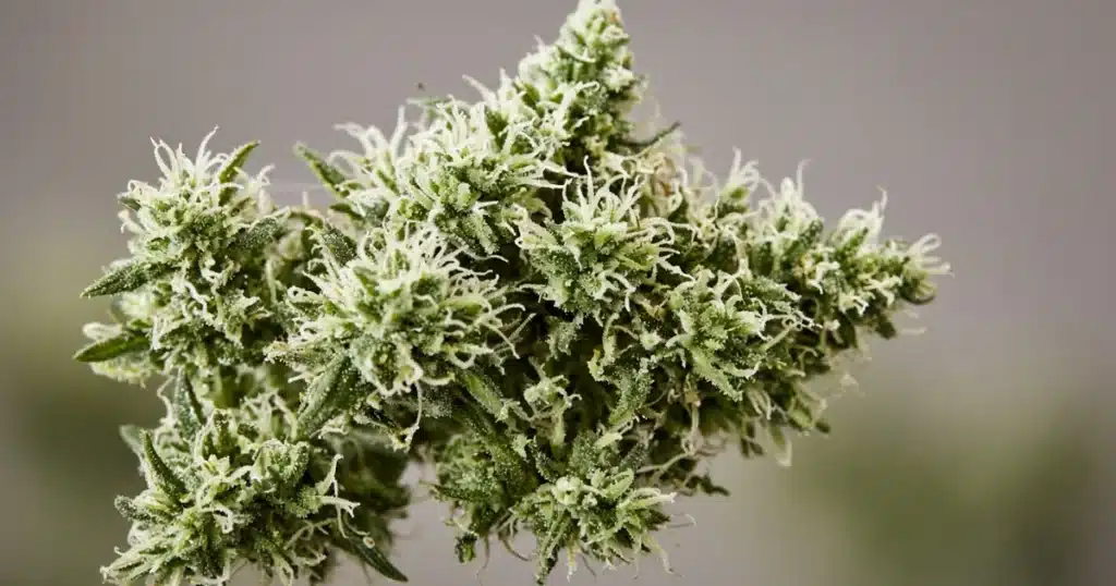 How Do Cannabis Buds Form: a developing cola made of tightly packed flower clusters