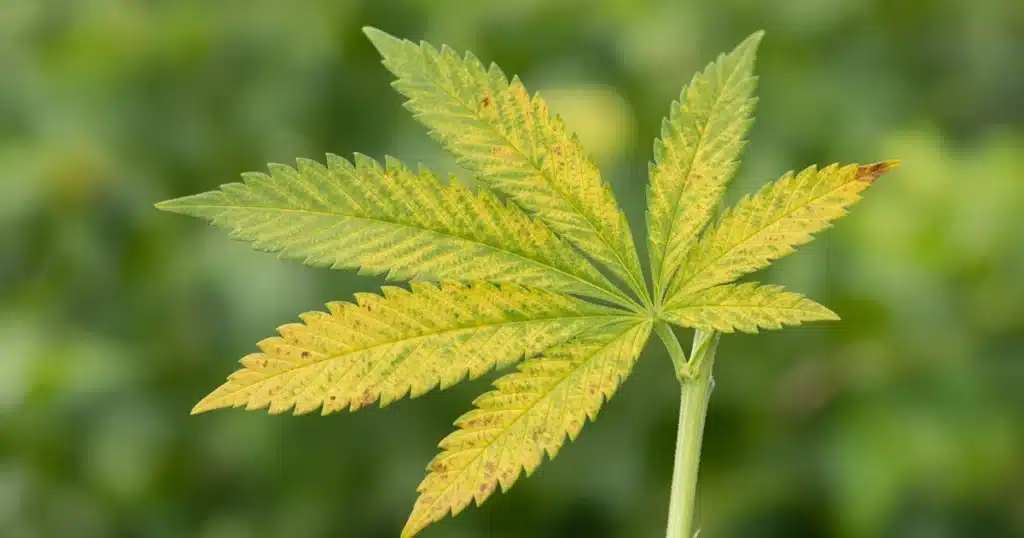 Cannabis fan leaf yellowing between green veins with rusty spots