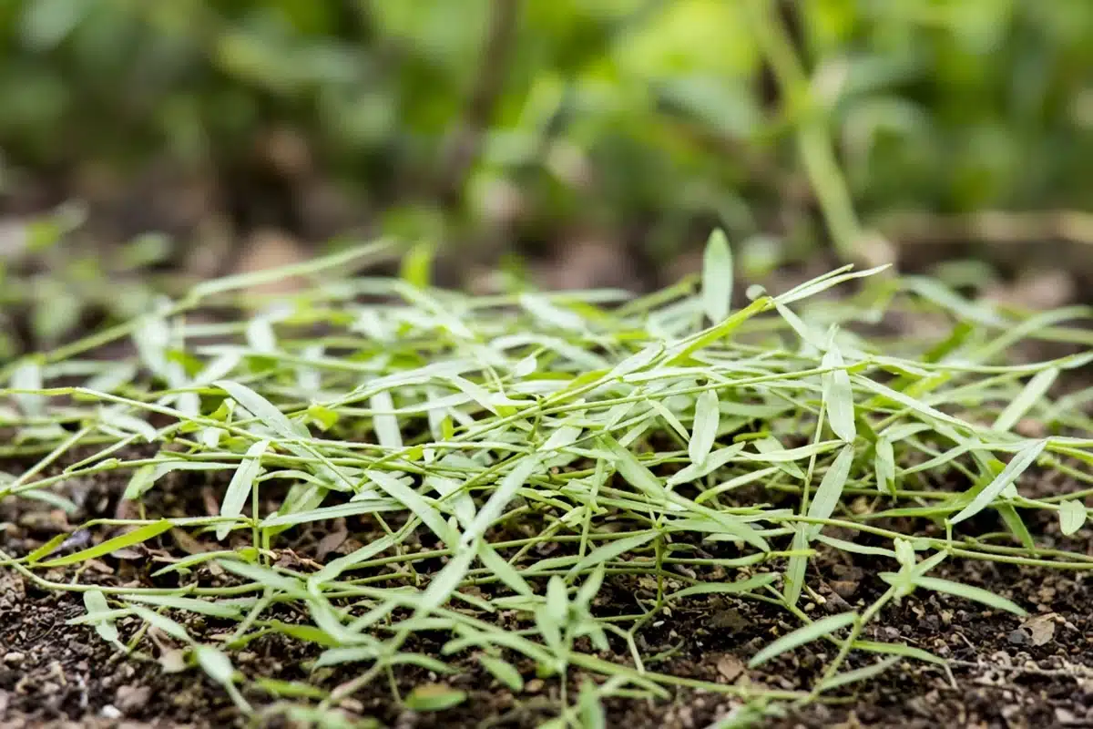 Low mat of Japanese stiltgrass with short smooth-edged blades on thin sprawling stems over garden soil