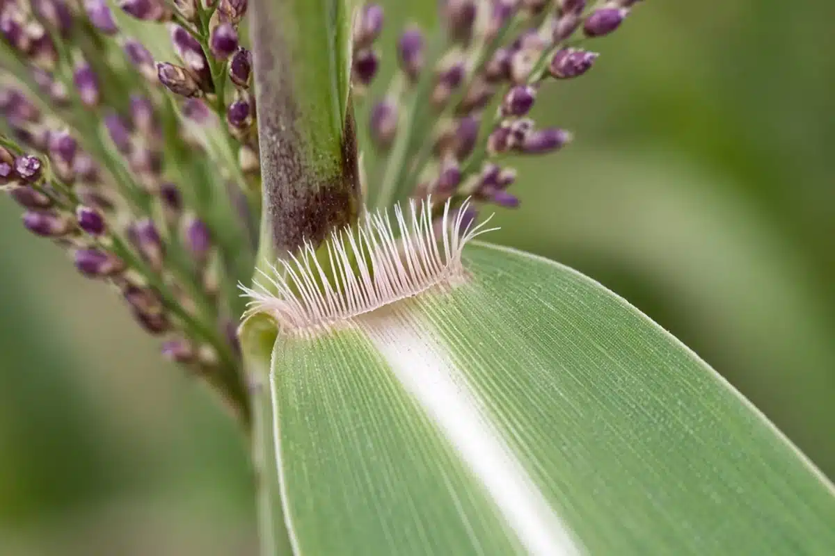Johnsongrass leaf with white midrib and hairy collar below a purplish seed head