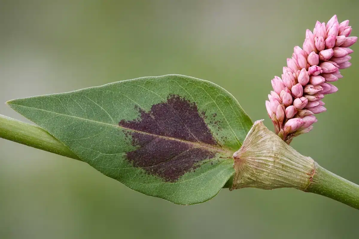Ladysthumb leaf with a dark purple blotch beside a pink flower spike