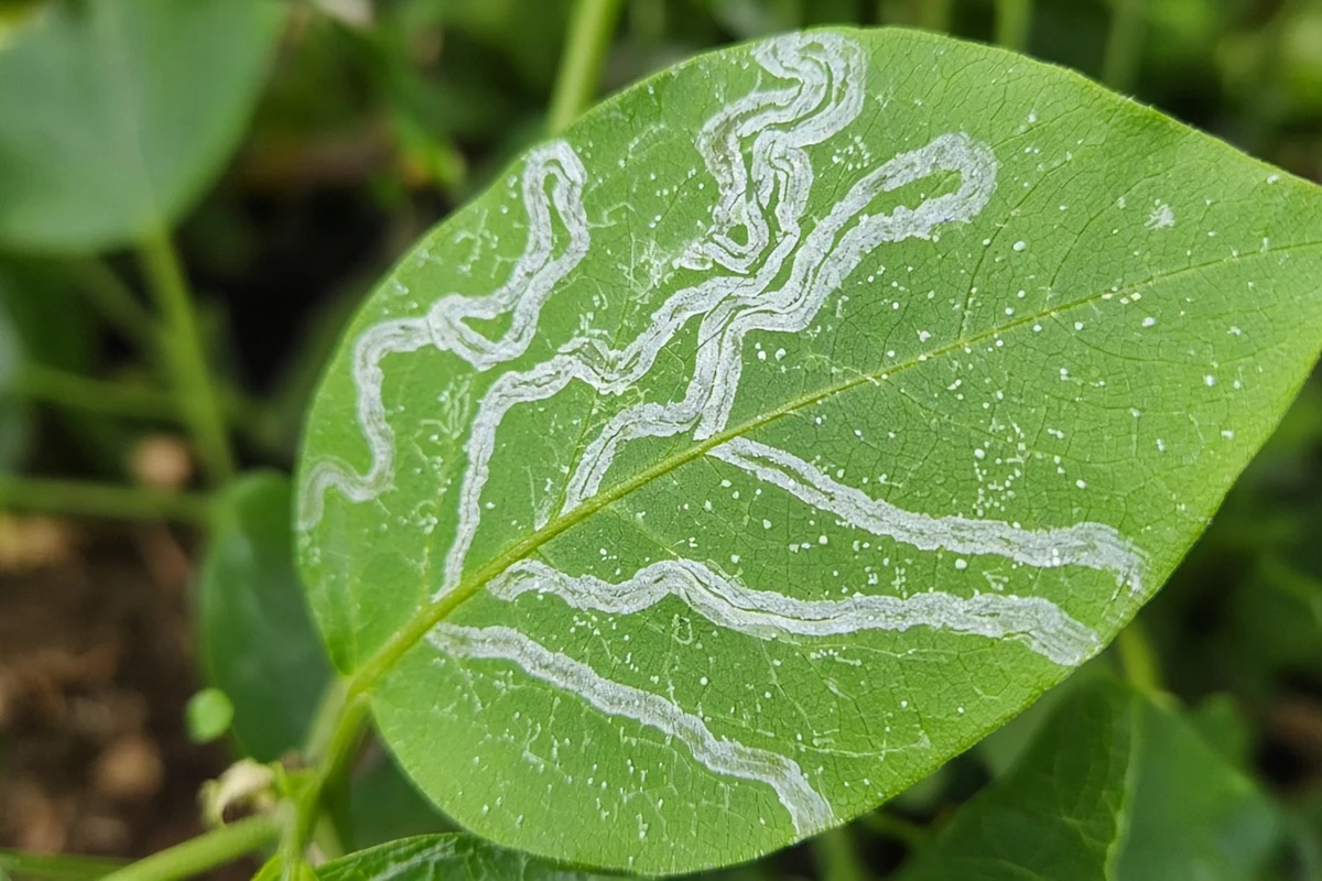 Pale winding leafminer tunnels just under a leaf surface, widening toward one end, with tiny white feeding specks