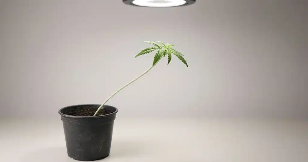 Leggy Cannabis Seedlings: a tall thin seedling leaning in a small pot
