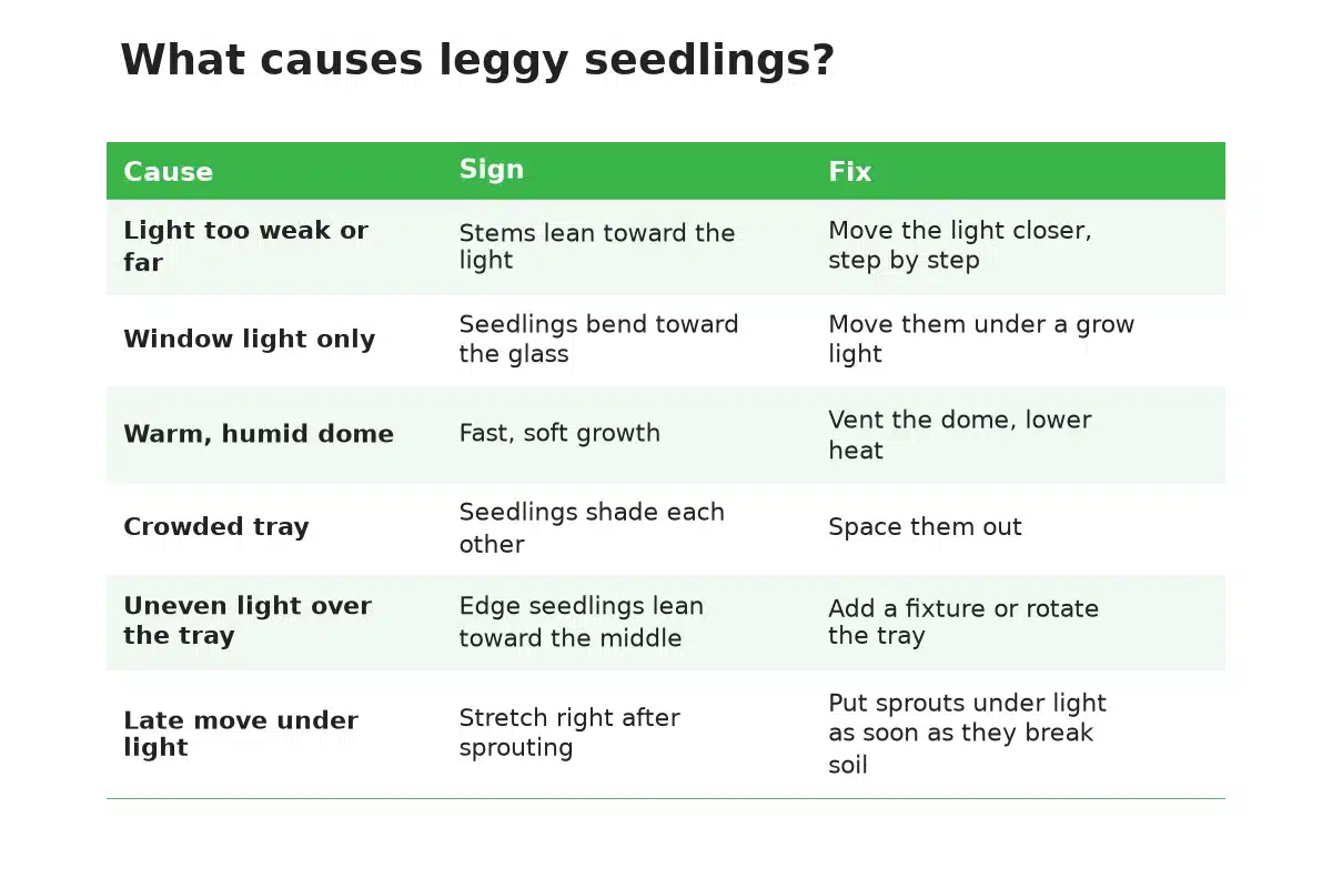Table of common causes of leggy cannabis seedlings and how to fix each one.