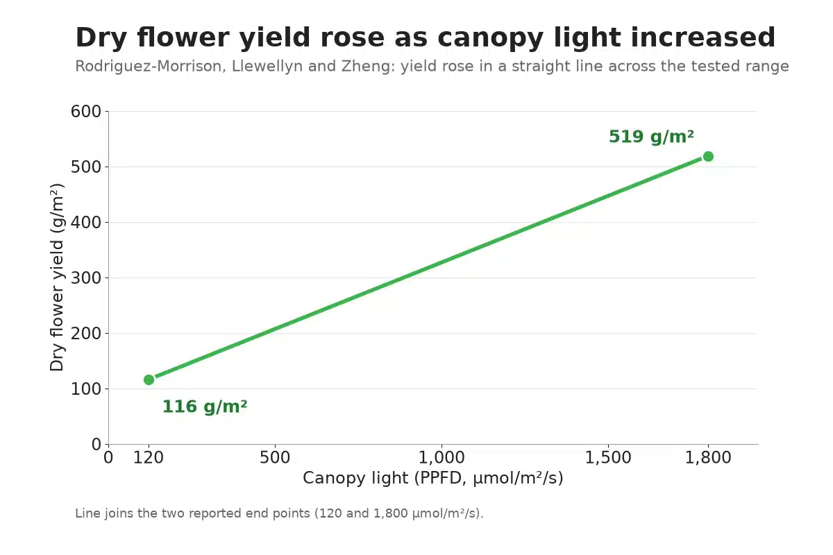 Chart of cannabis flower yield rising from 116 to 519 grams per square meter as light increases
