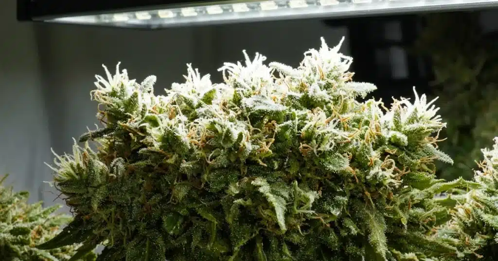 Light Bleaching Cannabis: a top bud with white tips under an LED light