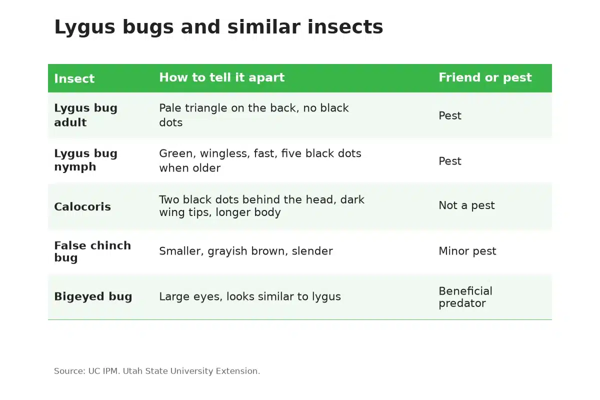 Table comparing lygus bugs with similar insects found on cannabis