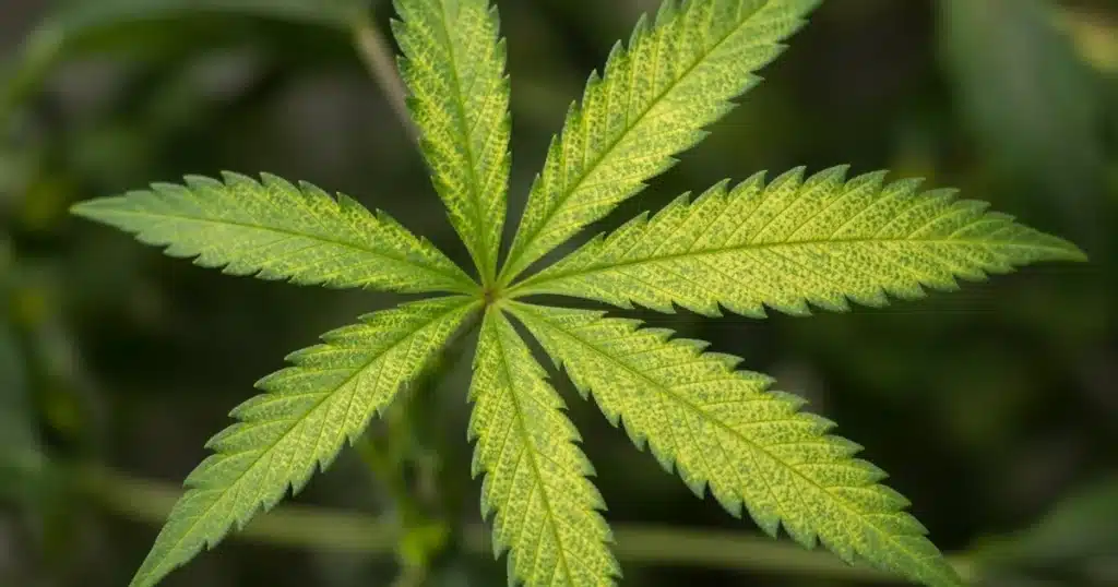 Manganese deficiency in cannabis: upper leaf with netted yellow between green veins