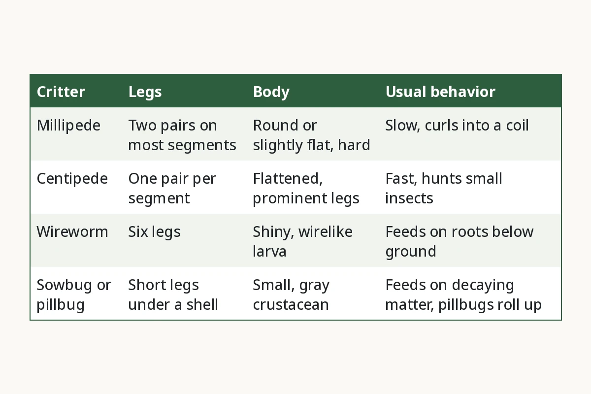 How to Identify Millipedes vs Similar Soil Critters. Critter, Legs, Body, Usual behavior. Millipede, Two pairs on most segments, Round or slightly flat, hard, Slow, curls into a coil. Centipede, One pair per segment, Flattened, prominent legs, Fast, hunts small insects. Wireworm, Six legs, Shiny, wirelike larva, Feeds on roots below ground. Sowbug or pillbug, Short legs under a shell, Small, gray crustacean, Feeds on decaying matter, pillbugs roll up.